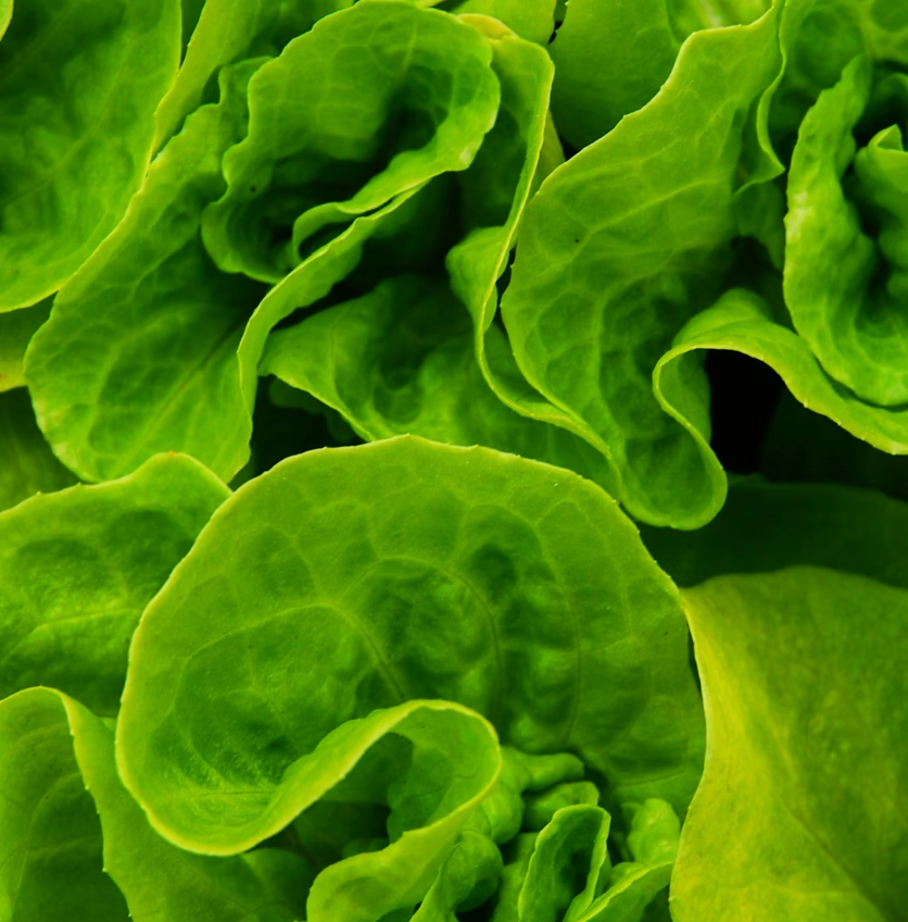 Magnesium
